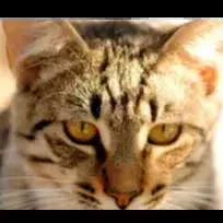 Tigrou