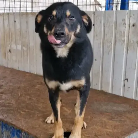 Figaro
