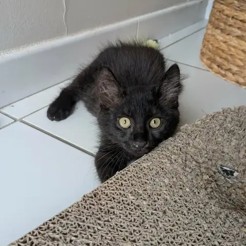Loki photo 3
