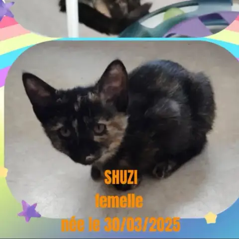 Shuzi