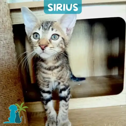 Sirius