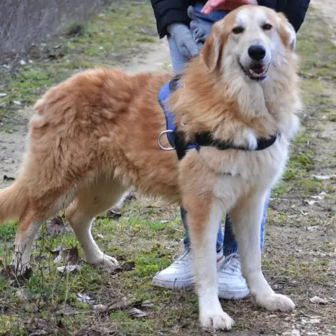 Bobi