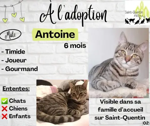 Antoine