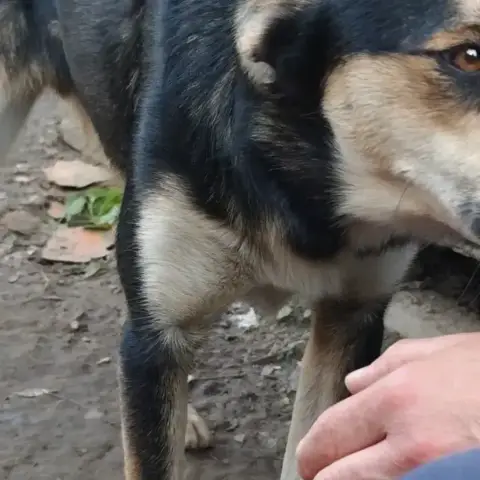 Kovu photo 3