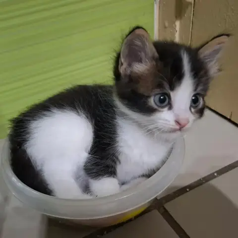 Muffin