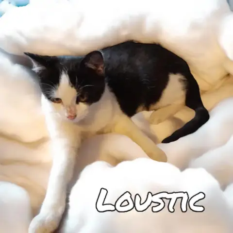 Loustic
