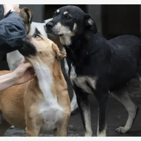 Fido photo 2
