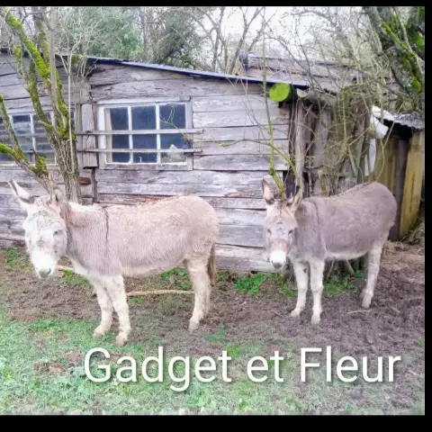 Fleur Et Gadget photo 3