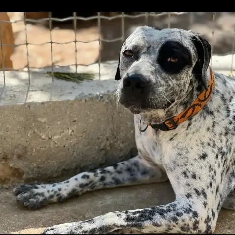 Pablo