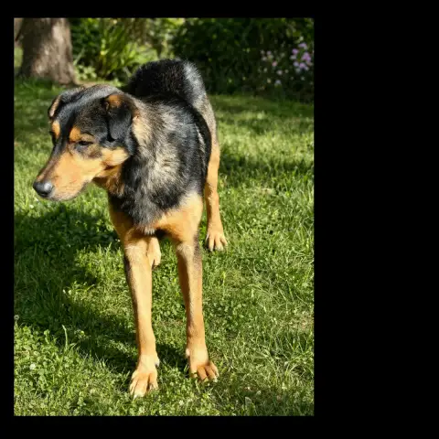 Kiko