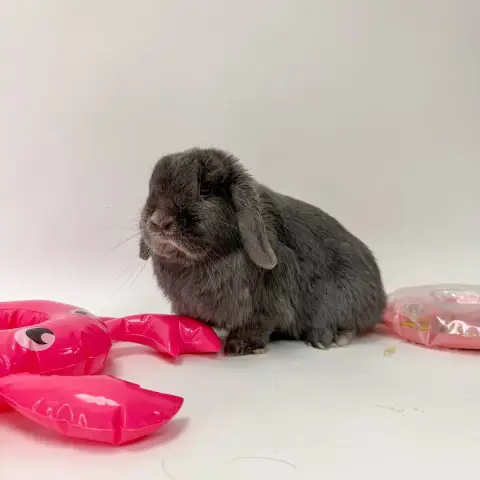 Mini Pop