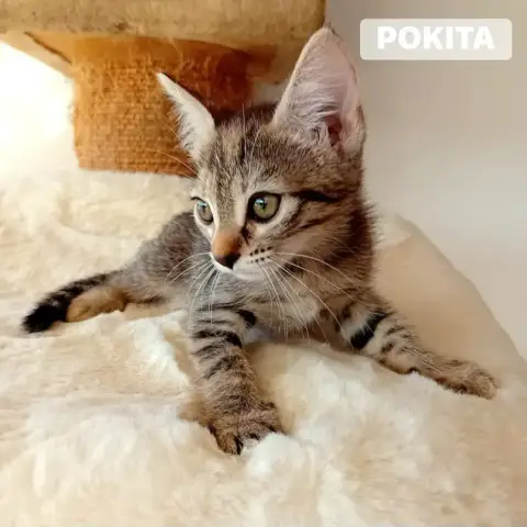 Pokita photo 2