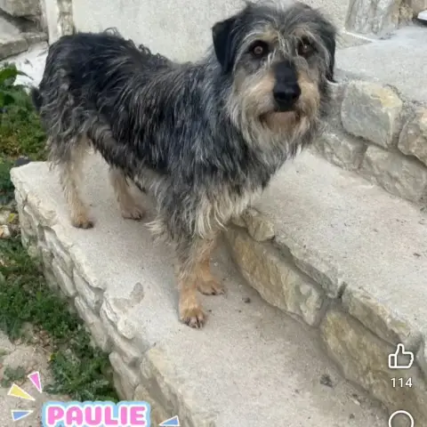 Paulie photo 3