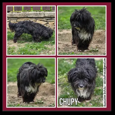 Chupy