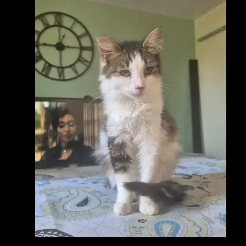 Pirouette