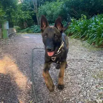 Taz