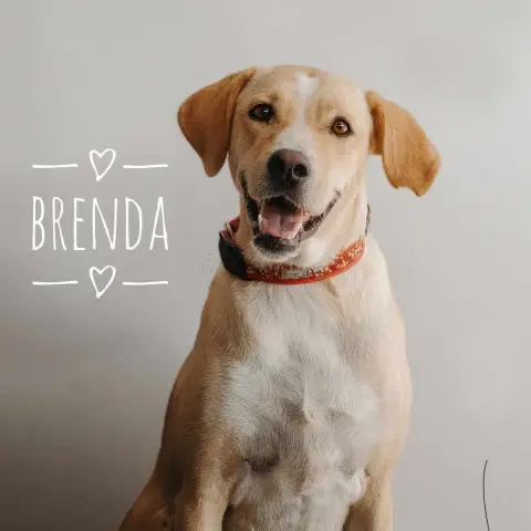 Brenda