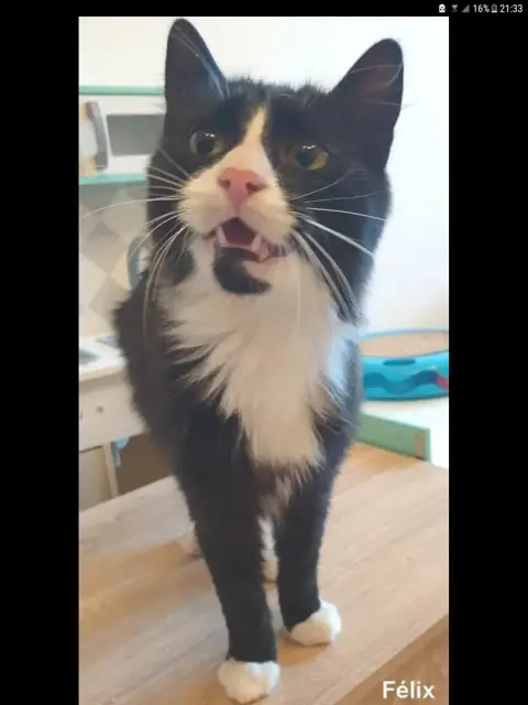 Felix
