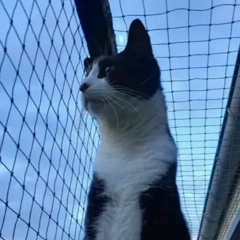 Vito photo 3