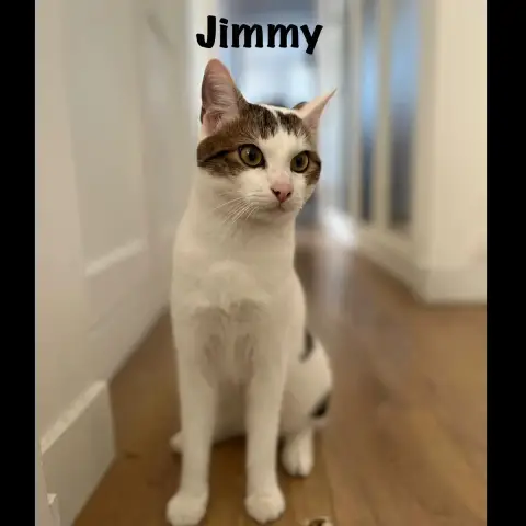 Jimmy