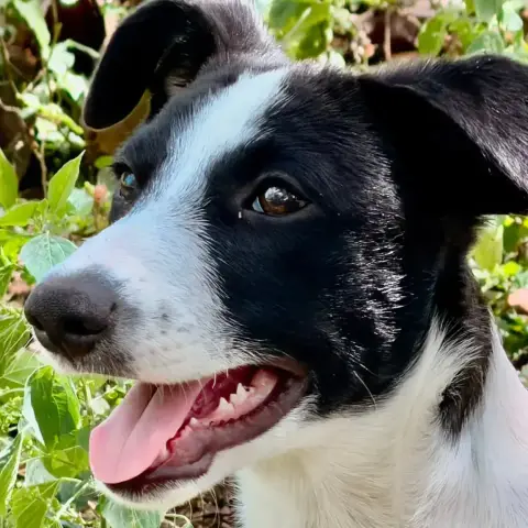 ✨️ Tanin ✨️ 🐶 photo 3