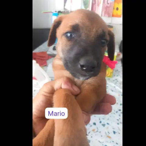 Mario