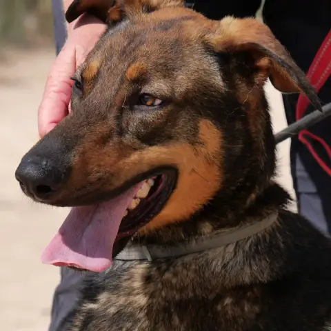 Lupo photo 2