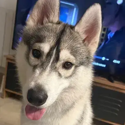 Buck