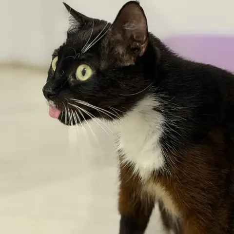 Duchesse