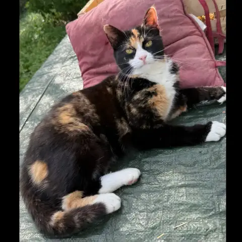 Amy