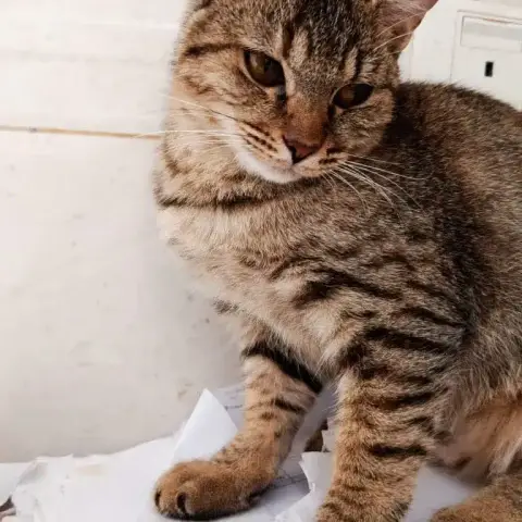 Sally