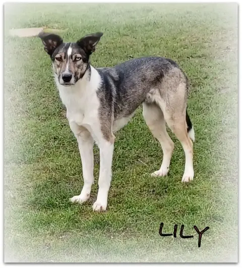 Lily photo 2