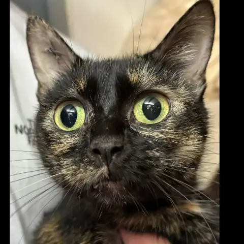Mimi