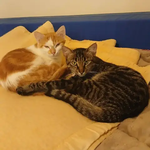 Nestor & Bulle photo 2