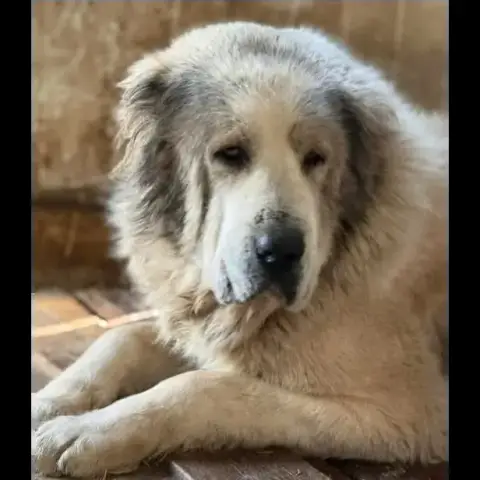 Baloo