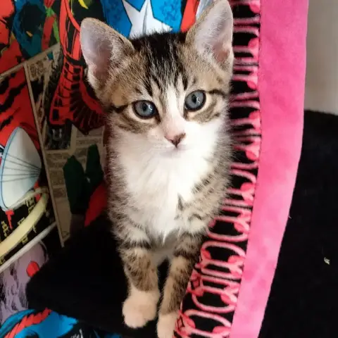 Dean