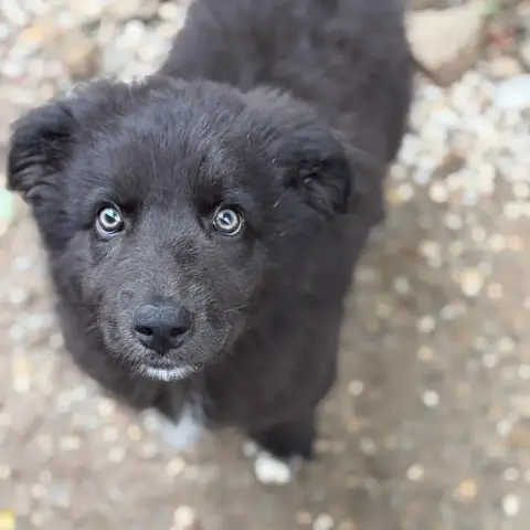 Oliver