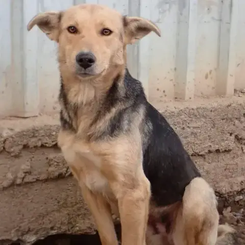 Najua