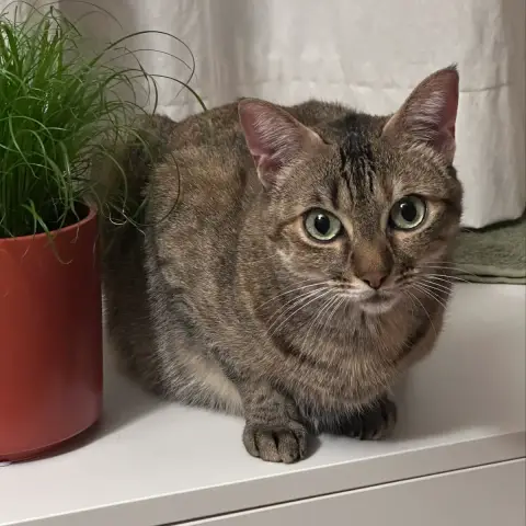 Lou