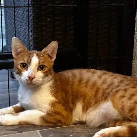 Simba