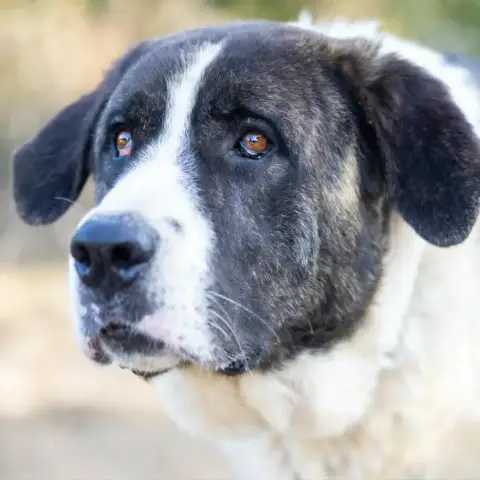 Rolo photo 3