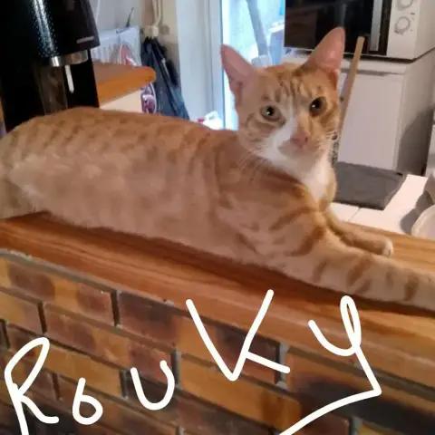 Rouky