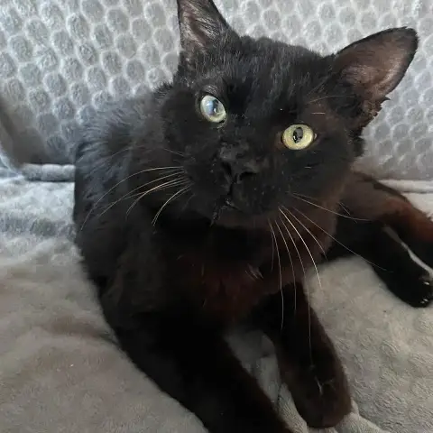 Onyx