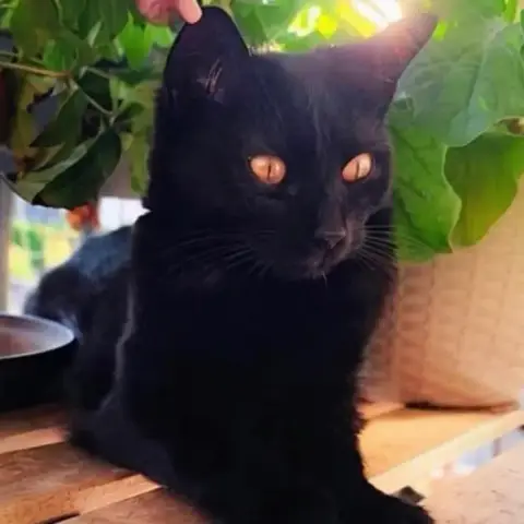 Litchee