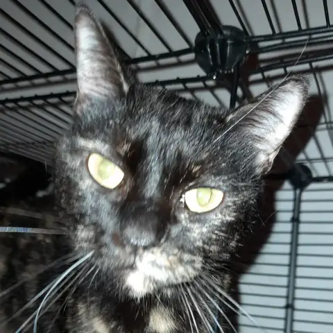 Gojira Chatte Ecaille De Tortue photo 3