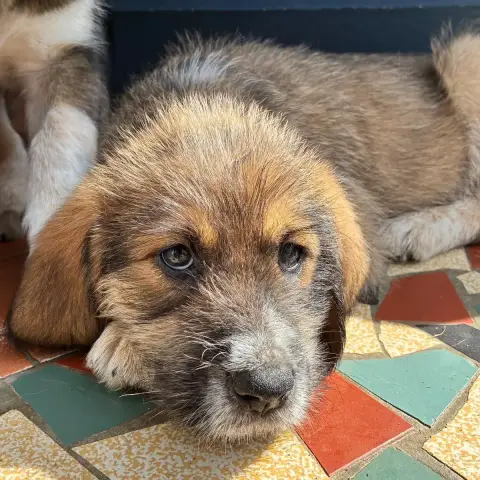 Arya