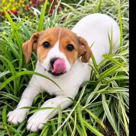 Toupie