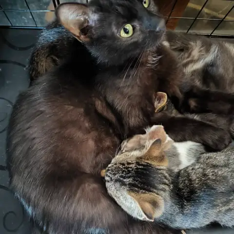 Bagheera photo 3
