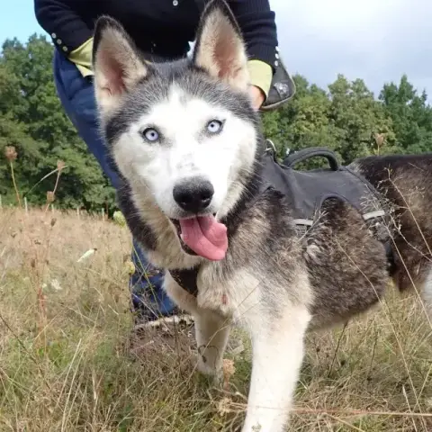 Kira2 photo 3