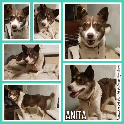 Anita